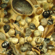 Oospores of stoneworts (algae) and charred seeds, among other organic remains pulled from the sediment.